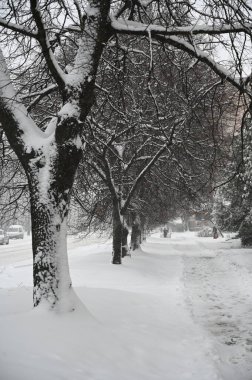 Kışın sokağın ortasında karlı ağaçlar 