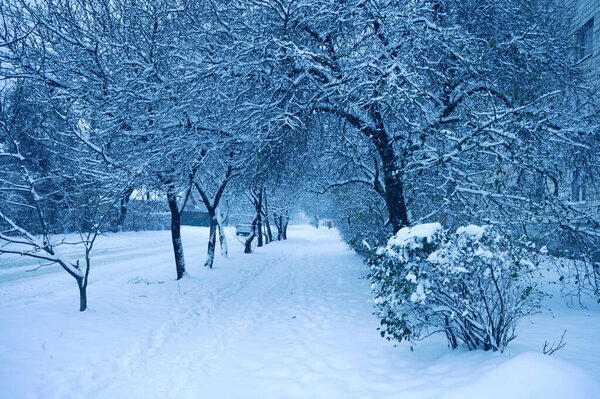 Snowy trees on street in winter