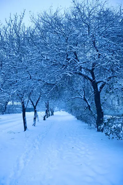 冬天街上的雪树 — 图库照片