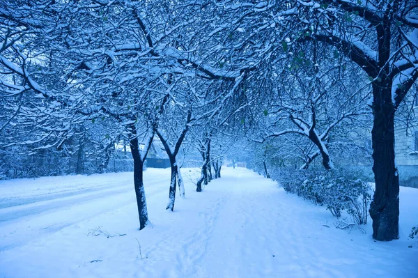 Kışın sokağın ortasında karlı ağaçlar 