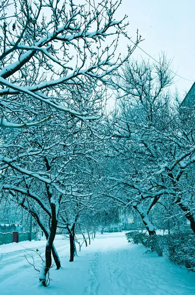 Snowy Trees Street Winter — Stock Photo, Image