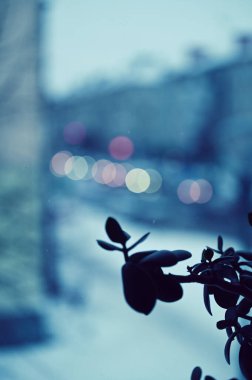 Pencere kenarında yaprakları olan bir bitki.