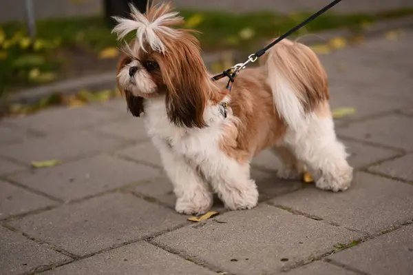 a small dog with a leash on a sidewalk