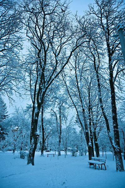 Snowy trees in park in winter