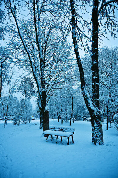 Snowy trees in park in winter