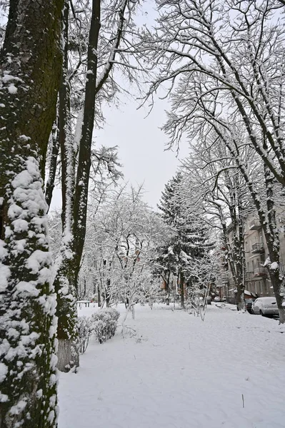 snowy trees on street in winter