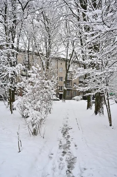 Χιονισμένα Δέντρα Στο Δρόμο Χειμώνα — Φωτογραφία Αρχείου