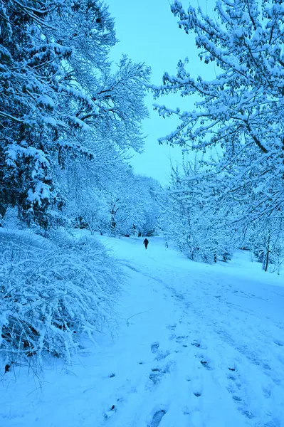 Snowy Trees Street Winter — Stock Photo, Image