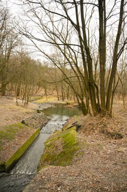 Kış parkında karsız ağaçlar 