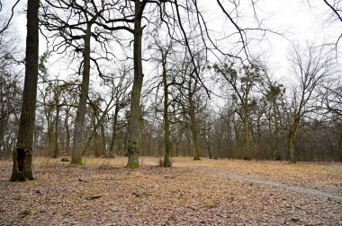 Kış parkında karsız ağaçlar 