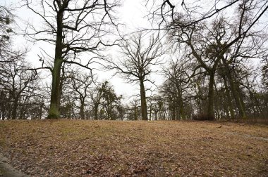 Kış parkında karsız ağaçlar 