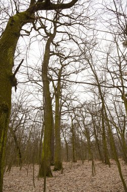 Kış parkında karsız ağaçlar 
