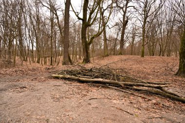 Kış parkında karsız ağaçlar 