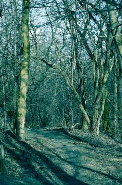 Kış parkında karsız ağaçlar 