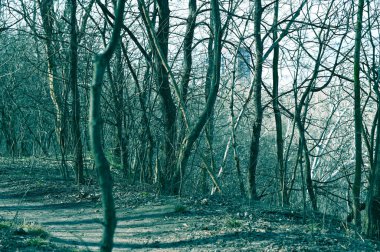 Kış parkında karsız ağaçlar 