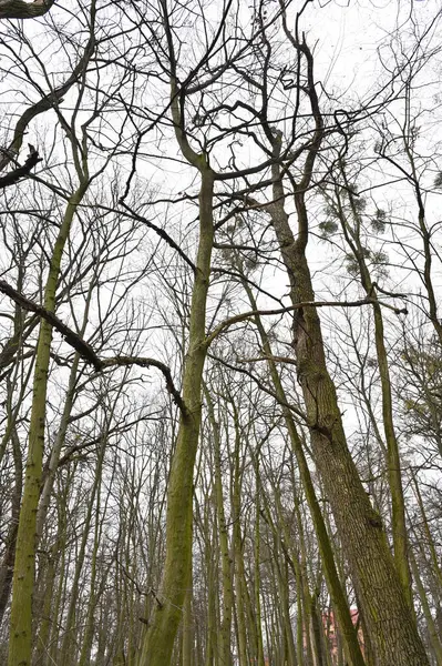 冬の公園で雪のない木 — ストック写真