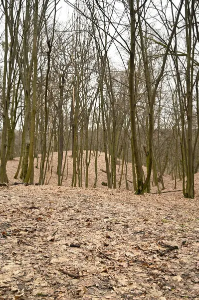 冬の公園で雪のない木 — ストック写真