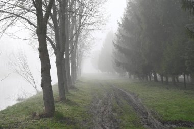 Sisli ormanın güzel manzarası