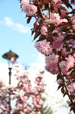 Sakura çiçeği güzel botanik çekimi, doğal duvar kağıdı.