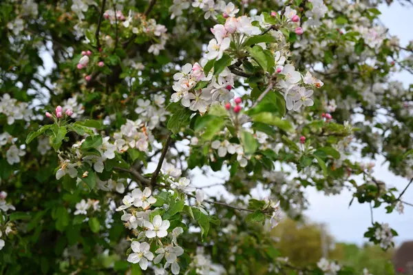 Blossom Tree Bloom Garden — Foto de Stock
