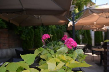 Şehir ortamında pembe çiçekler