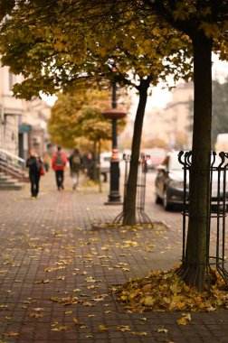 Şehir parkında sonbahar