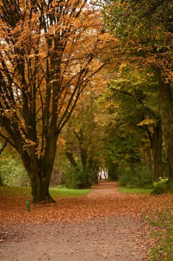Parkta sonbahar yaprakları