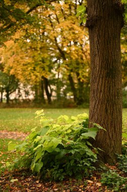 sonbaharda güzel Park