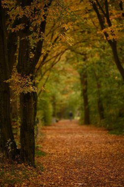Ekim ayında parktaki renkli sonbahar ağaçları