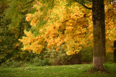 Sonbaharda parkta bir ağaç üzerinde yaprakları