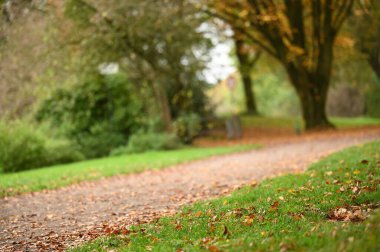 Şehirdeki sonbahar parkı