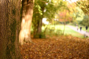 Ağaçlar ve yapraklarla dolu sonbahar parkı