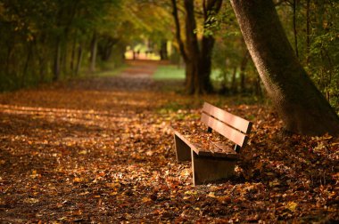 Parkta sonbahar renkli yapraklarla