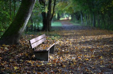 Sonbahar parkında bankta.