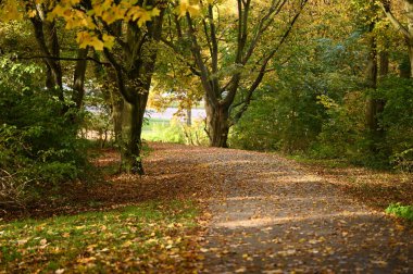 Ormanda yol
