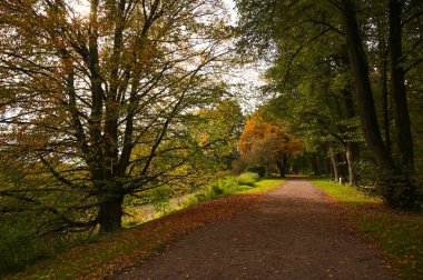 Sonbahar ormanlarında yol