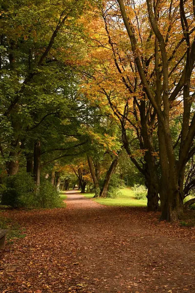 Güzel sonbahar manzarası. Sonbahar parkında renkli yapraklar