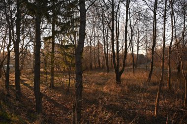 Ormanın güzel manzarası