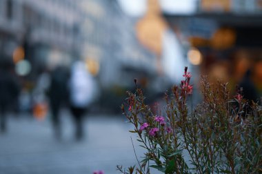 Sokaktaki çiçeklerin bulanık arkaplanı.
