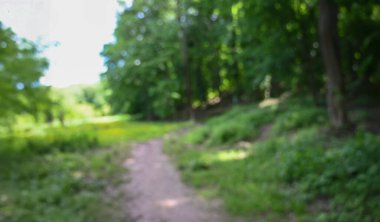 Yazın orman bulanıklaşır.