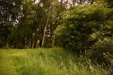 Akşamları yeşil orman