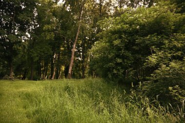 güzel yeşil yaz peyzaj