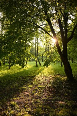 Güzel yaz orman manzara