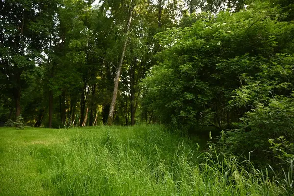 Ağaçlı ve otlu yeşil ormanın güzel manzarası