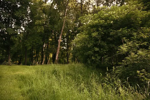 güzel yeşil yaz peyzaj