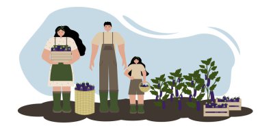 Patlıcan hasat eden aile resmi. Anne, baba ve kız bahçede patlıcanla. Sonbahar temaları için mükemmel, modern ve moda tasarım, vektör sanatı. Beyaz arkaplanda düz stil