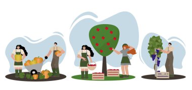 Beyaz arka planda balkabağı, elma ve üzüm toplayan insanları gösteren vektör illüstrasyon seti. Mevsimlik tasarımlar, sonbahar festivali promosyonları ve eğitim malzemeleri için mükemmel.