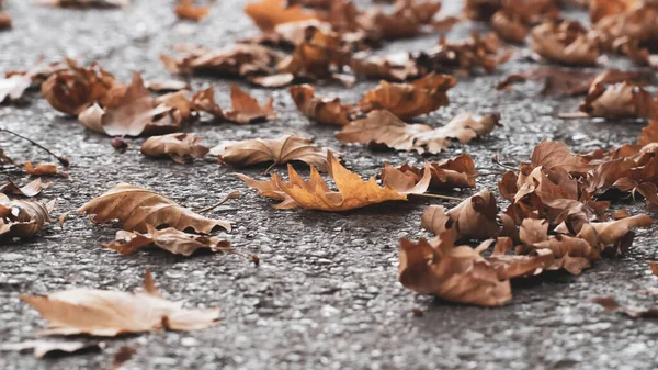 Autumn Leaves Background Plane Tree Leaves Street Romantic Serene Feelings — Stock Photo, Image