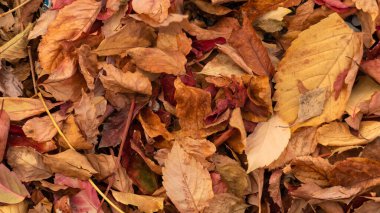 Sonbahar yaprakları arka plan. Uçak ağacı sokaklara dökülür. Romantik ve huzurlu duygular. Bulanık fotoğrafçılık. Gürültü dahil. Bulanık fotoğraf.