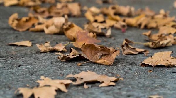 Der Herbst Hinterlässt Spuren Platanen Liegen Auf Der Straße Romantische — Stockfoto